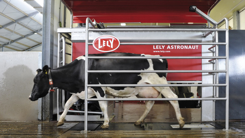 Cow leaving the Milking Robot Lely Astronaut A4